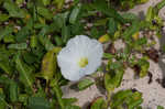 Beach morning-glory